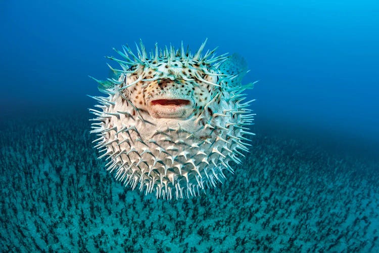 A Spotted Porcupinefish, Hawaii II, Diodon Hystrix