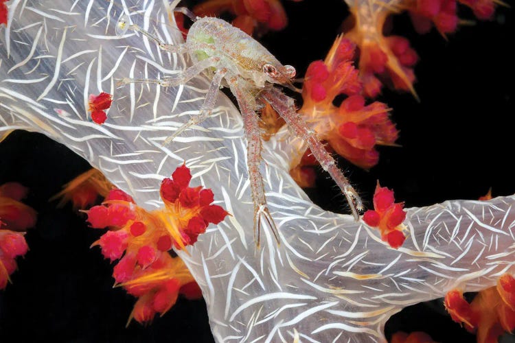 A Squat Lobster Carrying Eggs Under Its Tail On Alcyonaria Coral, Raja Ampat, Indonesia