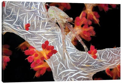 A Squat Lobster Carrying Eggs Under Its Tail On Alcyonaria Coral, Raja Ampat, Indonesia Canvas Art Print - David Fleetham