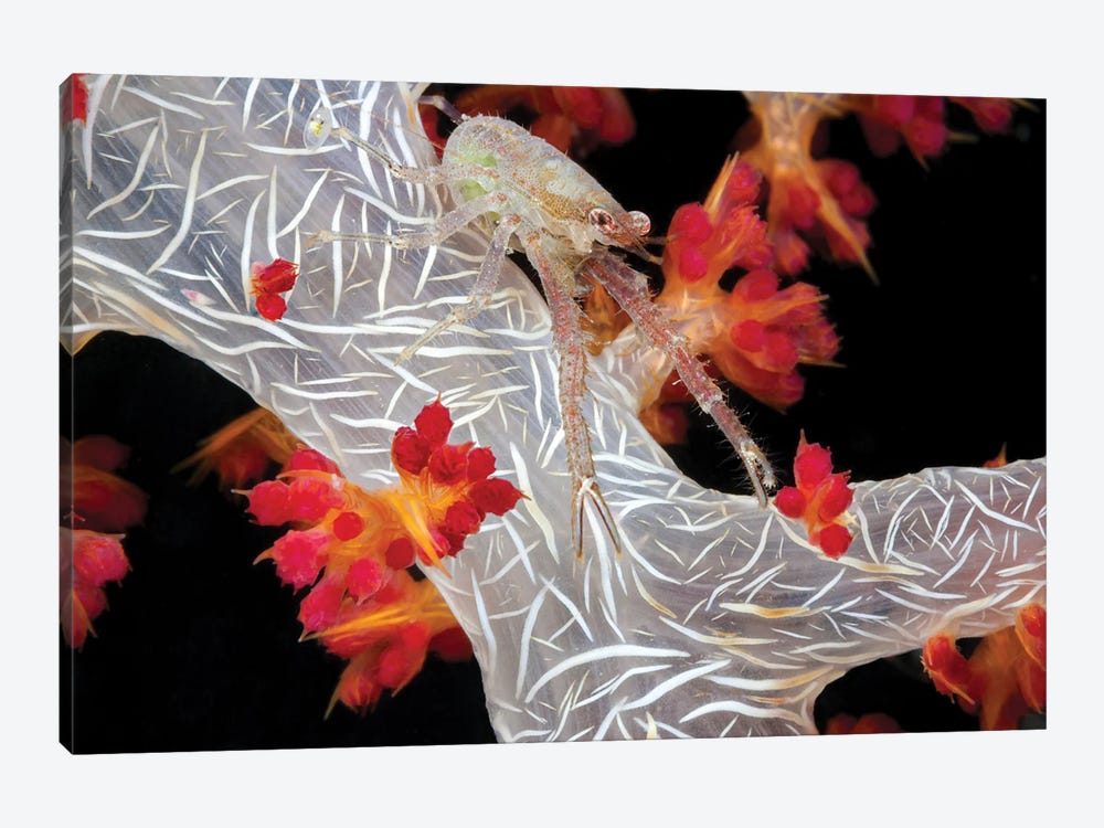 A Squat Lobster Carrying Eggs Under Its Tail On Alcyonaria Coral, Raja Ampat, Indonesia by David Fleetham 1-piece Canvas Artwork