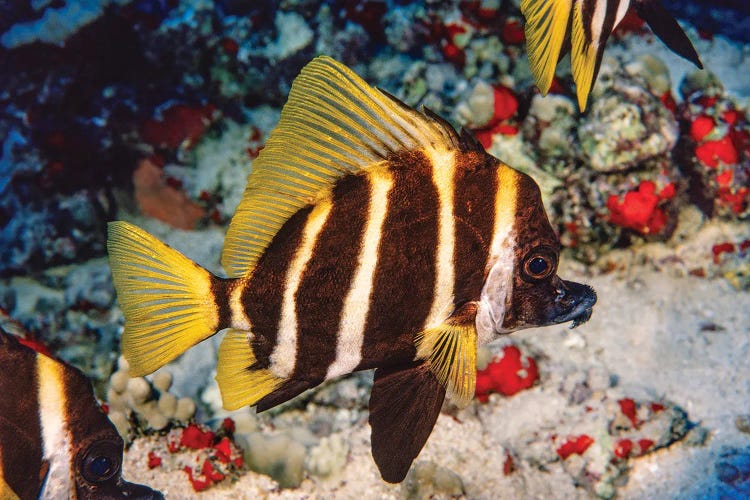 A Striped Boarfish Or Whiskered Boarfish, Evistias Acutirostris, Off The Hawaiian Islands