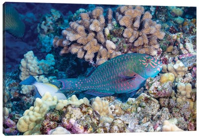 A Terminal Male Stareye Parrotfish, Calotomus Carolinus, Hawaii Canvas Art Print - David Fleetham