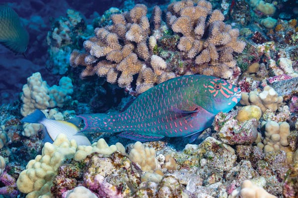 David Fleetham: A Terminal Male Stareye Parrotfish, Calotomus Carolinus, Hawaii by David Fleetham