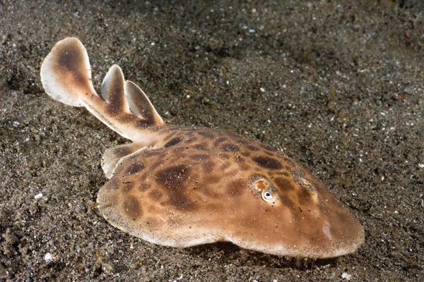 Indonesia: A Torpedo Ray Off The Island Of Rinca In Komodo National Park, Indonesia by David Fleetham