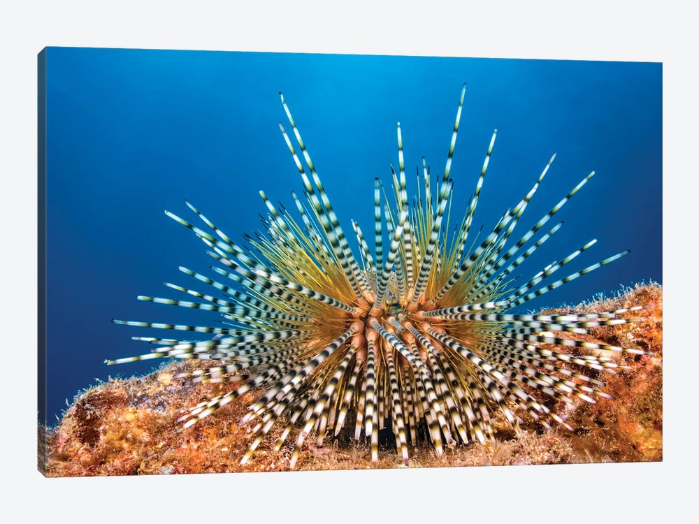A Young Banded Sea Urchin, Echinothrix Calamaris, Hawaii by David Fleetham 1-piece Canvas Artwork