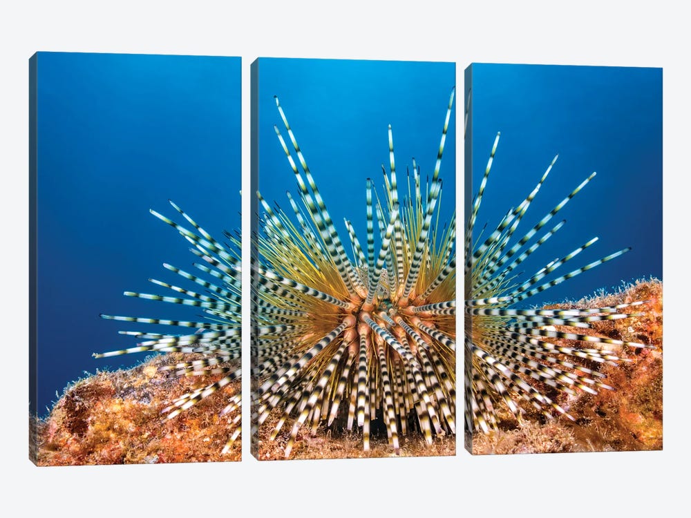 A Young Banded Sea Urchin, Echinothrix Calamaris, Hawaii by David Fleetham 3-piece Canvas Art