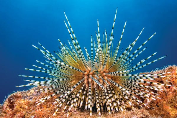 David Fleetham: A Young Banded Sea Urchin, Echinothrix Calamaris, Hawaii by David Fleetham