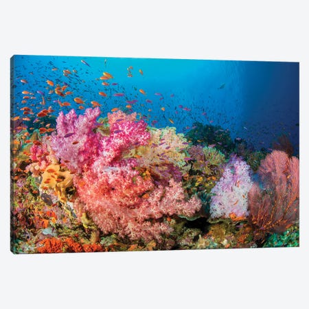 Alcyonaria And Gorgonian Coral With Schooling Anthias Dominate This Fijian Reef Scene Canvas Print #DFH128} by David Fleetham Canvas Print