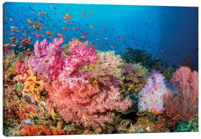 Alcyonaria And Gorgonian Coral With Schooling Anthias Dominate This Fijian Reef Scene Canvas Art Print - Fiji