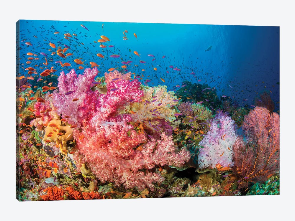 Alcyonaria And Gorgonian Coral With Schooling Anthias Dominate This Fijian Reef Scene by David Fleetham 1-piece Canvas Art Print