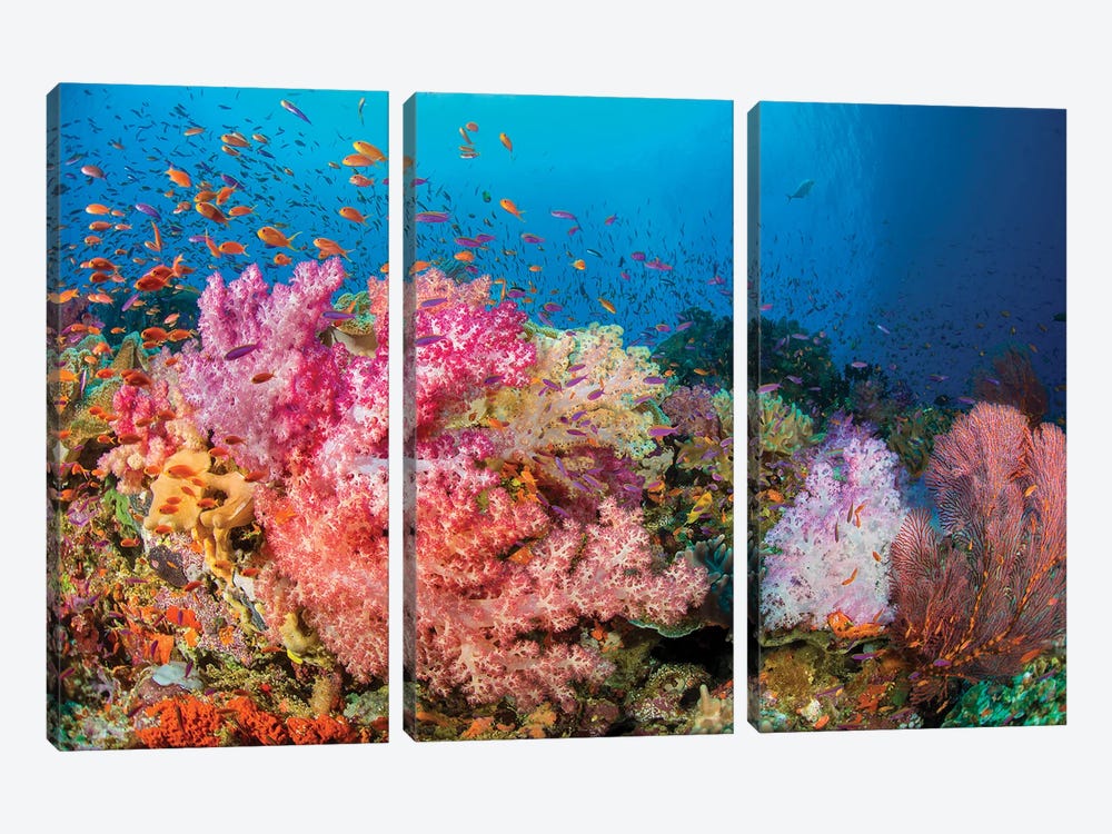 Alcyonaria And Gorgonian Coral With Schooling Anthias Dominate This Fijian Reef Scene by David Fleetham 3-piece Art Print