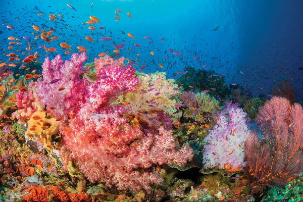 Fiji: Alcyonaria And Gorgonian Coral With Schooling Anthias Dominate This Fijian Reef Scene by David Fleetham