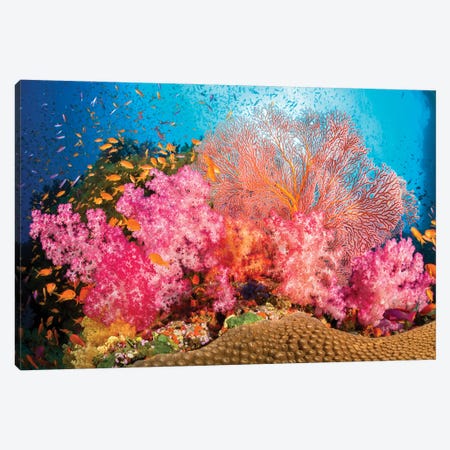 Alcyonaria And Gorgonian Coral With Schooling Anthias Fish Dominate This Fijian Reef Scene Canvas Print #DFH129} by David Fleetham Art Print