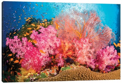 Alcyonaria And Gorgonian Coral With Schooling Anthias Fish Dominate This Fijian Reef Scene Canvas Art Print - David Fleetham
