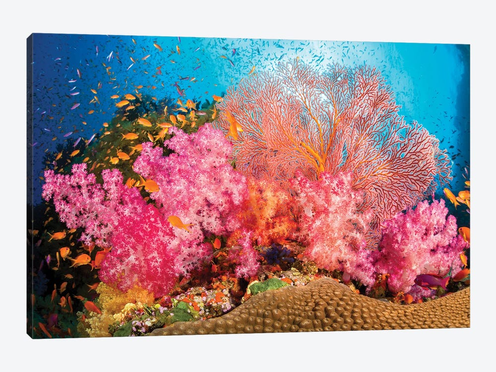 Alcyonaria And Gorgonian Coral With Schooling Anthias Fish Dominate This Fijian Reef Scene by David Fleetham 1-piece Canvas Art