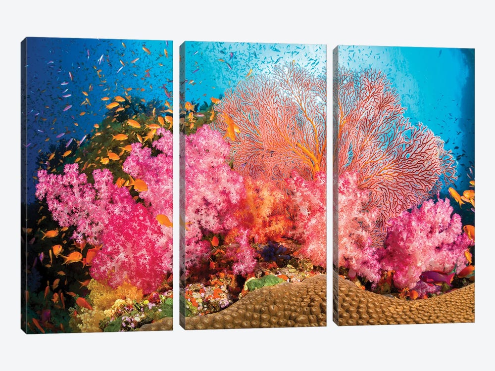 Alcyonaria And Gorgonian Coral With Schooling Anthias Fish Dominate This Fijian Reef Scene by David Fleetham 3-piece Canvas Art