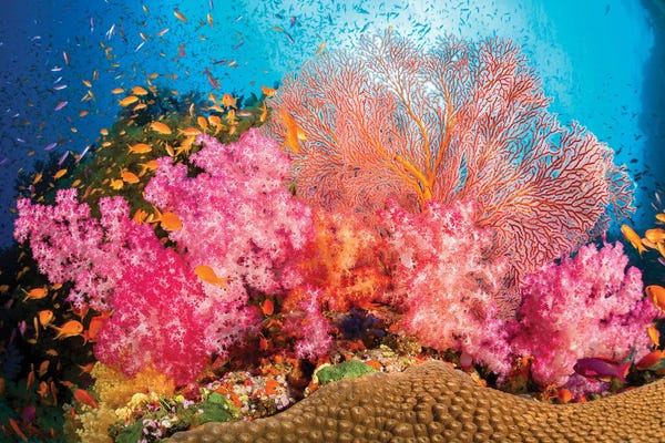 Fiji: Alcyonaria And Gorgonian Coral With Schooling Anthias Fish Dominate This Fijian Reef Scene by David Fleetham
