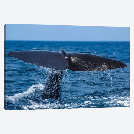 A Sperm Whale Slapping The Water With Its Tail Fluke Canvas Print #DFH12} by David Fleetham Canvas Wall Art