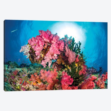 Alcyonaria And Gorgonian Coral With Schooling Anthias, Fiji Canvas Print #DFH130} by David Fleetham Canvas Wall Art