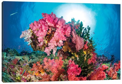 Alcyonaria And Gorgonian Coral With Schooling Anthias, Fiji Canvas Art Print - David Fleetham