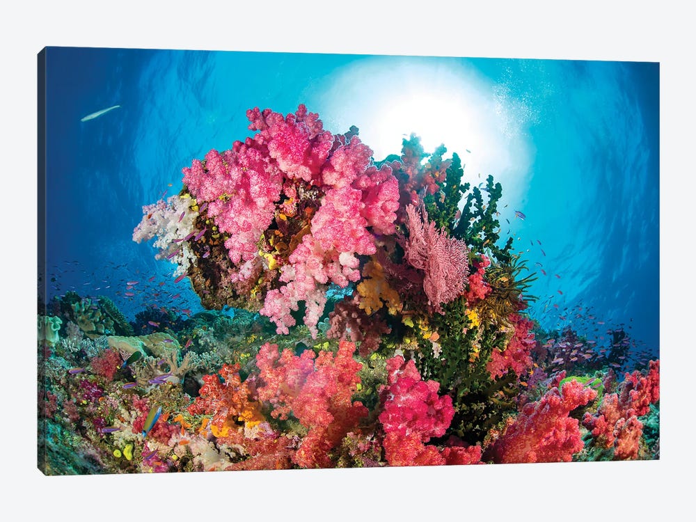 Alcyonaria And Gorgonian Coral With Schooling Anthias, Fiji by David Fleetham 1-piece Canvas Wall Art