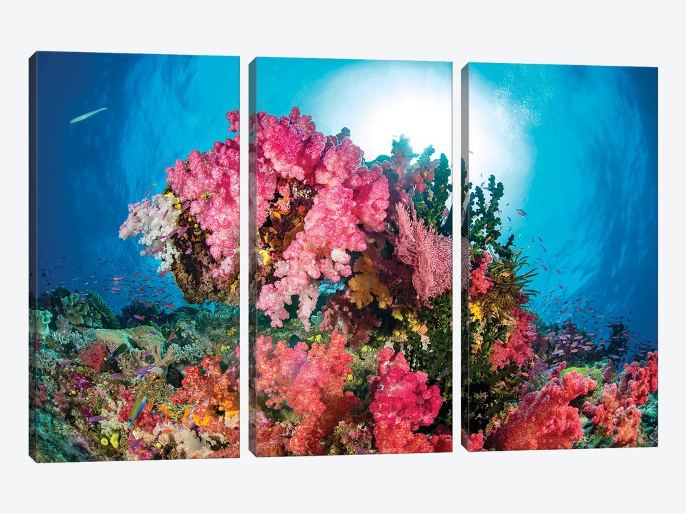Alcyonaria And Gorgonian Coral With Schooling Anthias, Fiji by David Fleetham 3-piece Canvas Wall Art