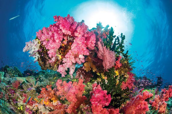 Fiji: Alcyonaria And Gorgonian Coral With Schooling Anthias, Fiji by David Fleetham