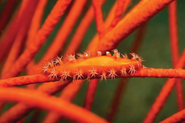 David Fleetham: Allied Partner Cowry, Aclyvolva Lanceolata, On Whip Coral, Philippines by David Fleetham