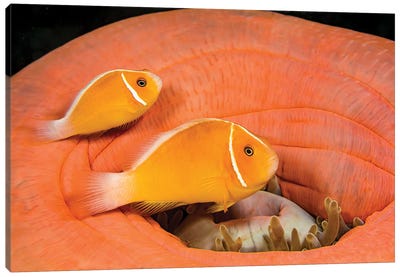 Amphiprion Perideraion Clownfish Live In A Magnificent Sea Anemone, Heteractis Magnifica Canvas Art Print - Clown Fish Art