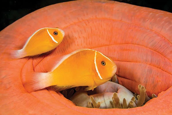 David Fleetham: Amphiprion Perideraion Clownfish Live In A Magnificent Sea Anemone, Heteractis Magnifica by David Fleetham