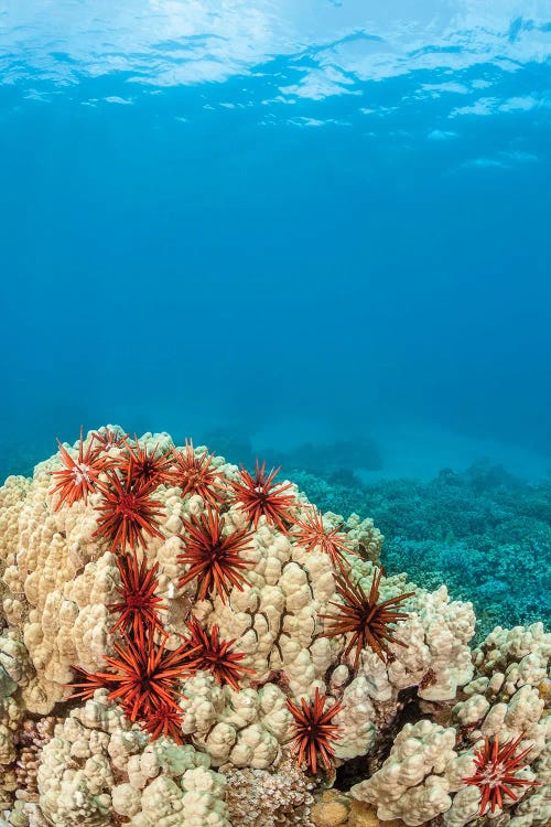 An Abundance Of Slate Pencil Sea Urchins, Heterocentrotus Mammillatus, Cling To A Coral Head In Hawaii by David Fleetham wall art