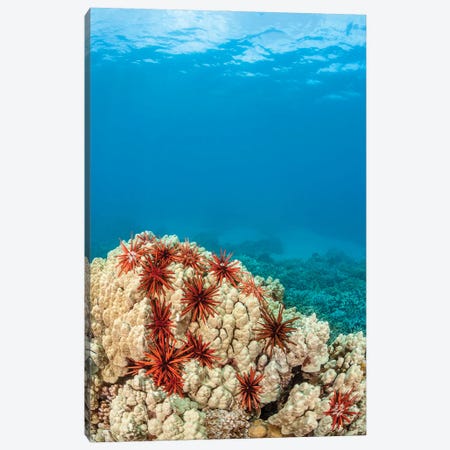 An Abundance Of Slate Pencil Sea Urchins, Heterocentrotus Mammillatus, Cling To A Coral Head In Hawaii Canvas Print #DFH134} by David Fleetham Art Print