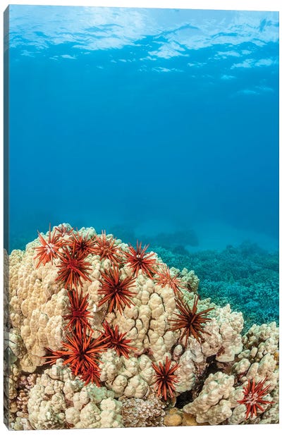 An Abundance Of Slate Pencil Sea Urchins, Heterocentrotus Mammillatus, Cling To A Coral Head In Hawaii Canvas Art Print - David Fleetham