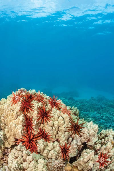 David Fleetham: An Abundance Of Slate Pencil Sea Urchins, Heterocentrotus Mammillatus, Cling To A Coral Head In Hawaii by David Fleetham