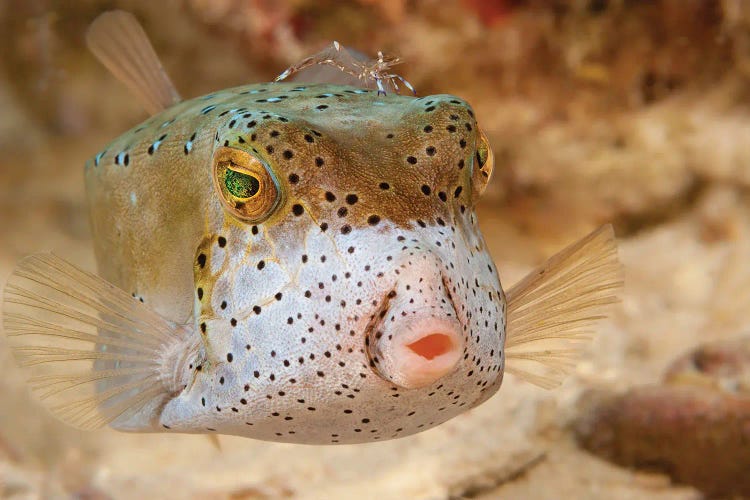 An Adult Yellow Boxfish, Ostracion Cubicus, Sipidan Island, Malaysia