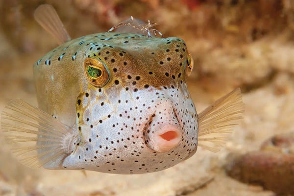 David Fleetham: An Adult Yellow Boxfish, Ostracion Cubicus, Sipidan Island, Malaysia by David Fleetham