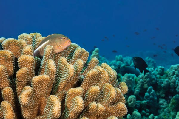 David Fleetham: An Arc-Eye Hawkfish, Paracirrhites Arcatus, Looking Out Over The Hawaiian Reef It Calls Home by David Fleetham