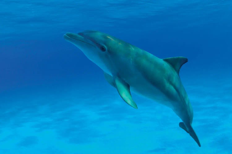 An Atlantic Bottlenose Dolphin, Tursiops Truncatus, In The Bahama Banks