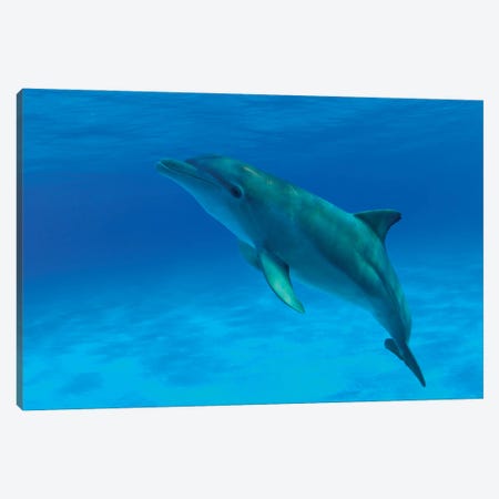 An Atlantic Bottlenose Dolphin, Tursiops Truncatus, In The Bahama Banks Canvas Print #DFH137} by David Fleetham Canvas Art Print