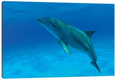 An Atlantic Bottlenose Dolphin, Tursiops Truncatus, In The Bahama Banks Canvas Art Print - Dolphin Art