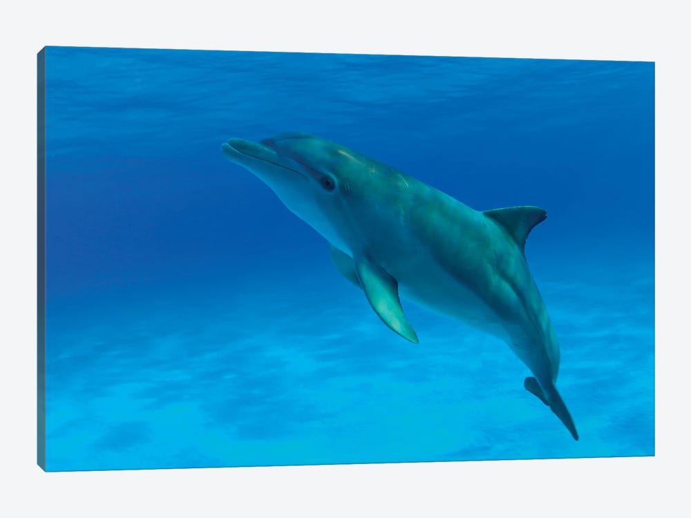 An Atlantic Bottlenose Dolphin, Tursiops Truncatus, In The Bahama Banks by David Fleetham 1-piece Canvas Art Print