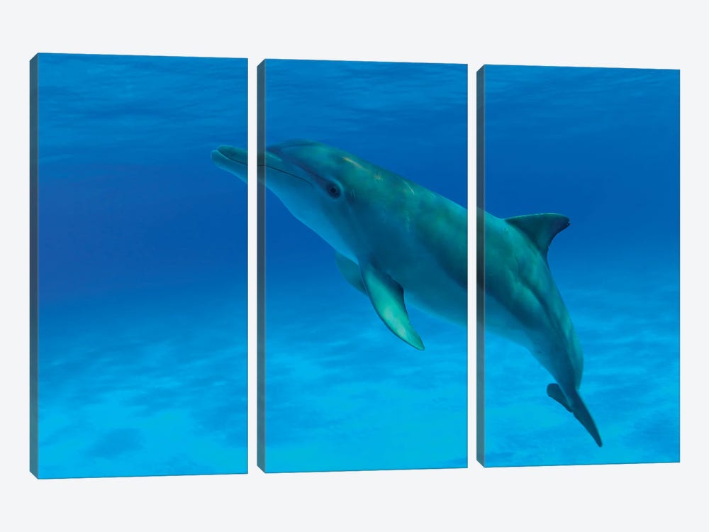 An Atlantic Bottlenose Dolphin, Tursiops Truncatus, In The Bahama Banks by David Fleetham 3-piece Art Print