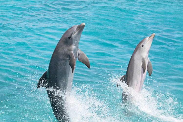 An Atlantic Bottlenose Dolphin, Tursiops Truncatus, Leaps From The Ocean Off Curacao