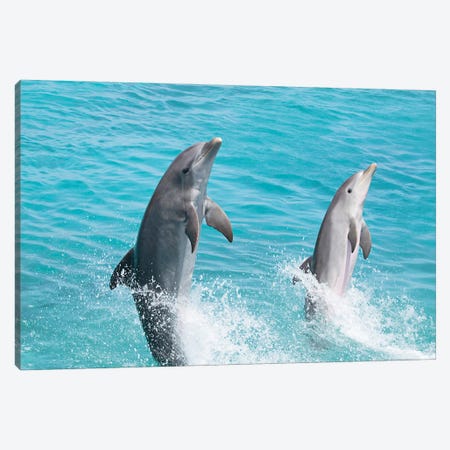 An Atlantic Bottlenose Dolphin, Tursiops Truncatus, Leaps From The Ocean Off Curacao Canvas Print #DFH138} by David Fleetham Canvas Art