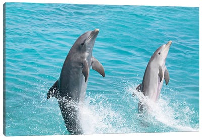 An Atlantic Bottlenose Dolphin, Tursiops Truncatus, Leaps From The Ocean Off Curacao Canvas Art Print - Dolphin Art