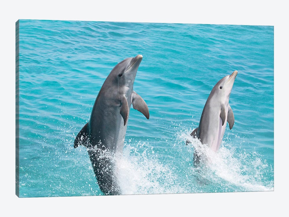 An Atlantic Bottlenose Dolphin, Tursiops Truncatus, Leaps From The Ocean Off Curacao by David Fleetham 1-piece Canvas Wall Art