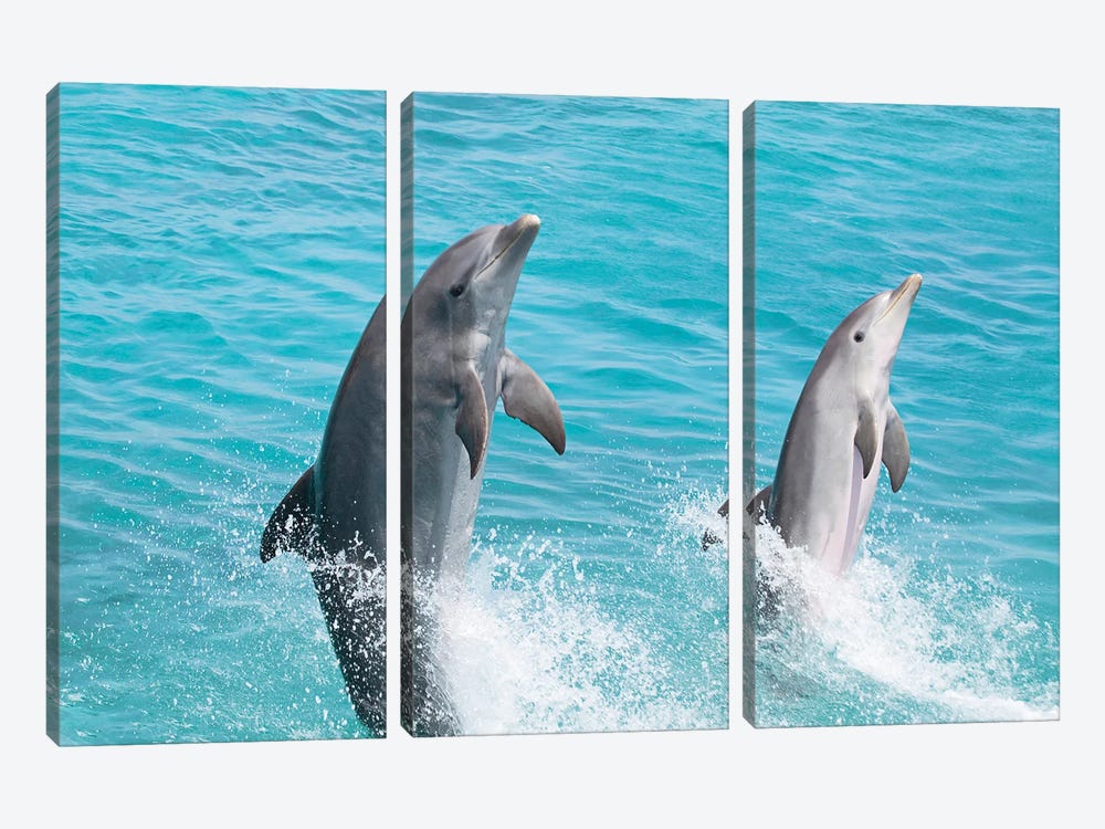 An Atlantic Bottlenose Dolphin, Tursiops Truncatus, Leaps From The Ocean Off Curacao by David Fleetham 3-piece Canvas Artwork