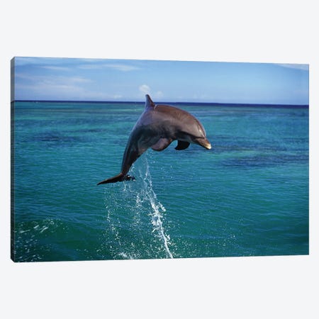 An Atlantic Bottlenose Dolphin, Tursiops Truncatus, Leaps Into The Caribbean Air, Roatan, Honduras Canvas Print #DFH139} by David Fleetham Canvas Wall Art