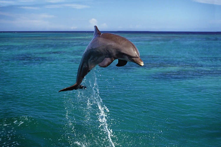 An Atlantic Bottlenose Dolphin, Tursiops Truncatus, Leaps Into The Caribbean Air, Roatan, Honduras