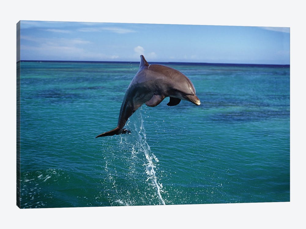 An Atlantic Bottlenose Dolphin, Tursiops Truncatus, Leaps Into The Caribbean Air, Roatan, Honduras by David Fleetham 1-piece Canvas Art Print